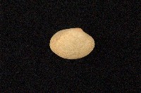 藏品(小眼花簾蛤)的圖片